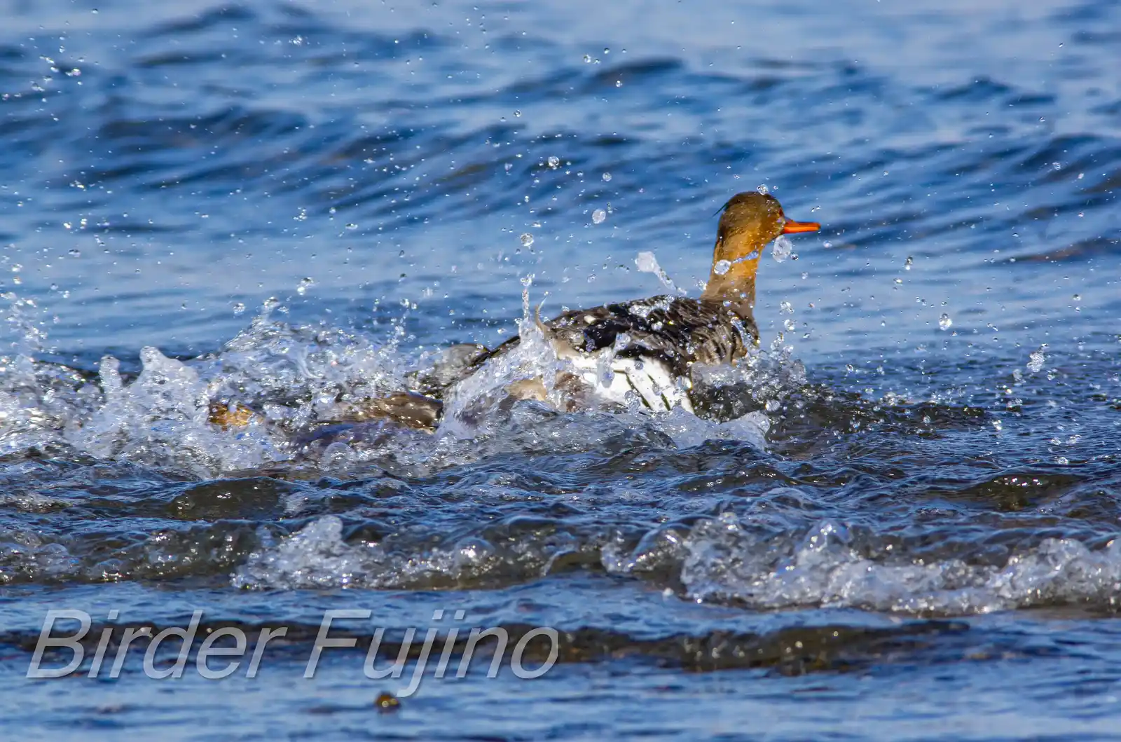 野鳥・獲物の魚を追うウミアイサの写真画像