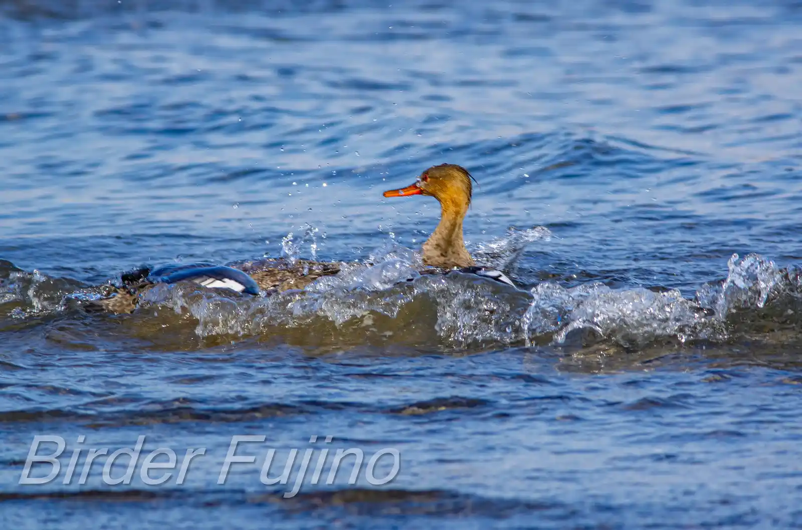 野鳥・獲物の魚を追うウミアイサの写真画像