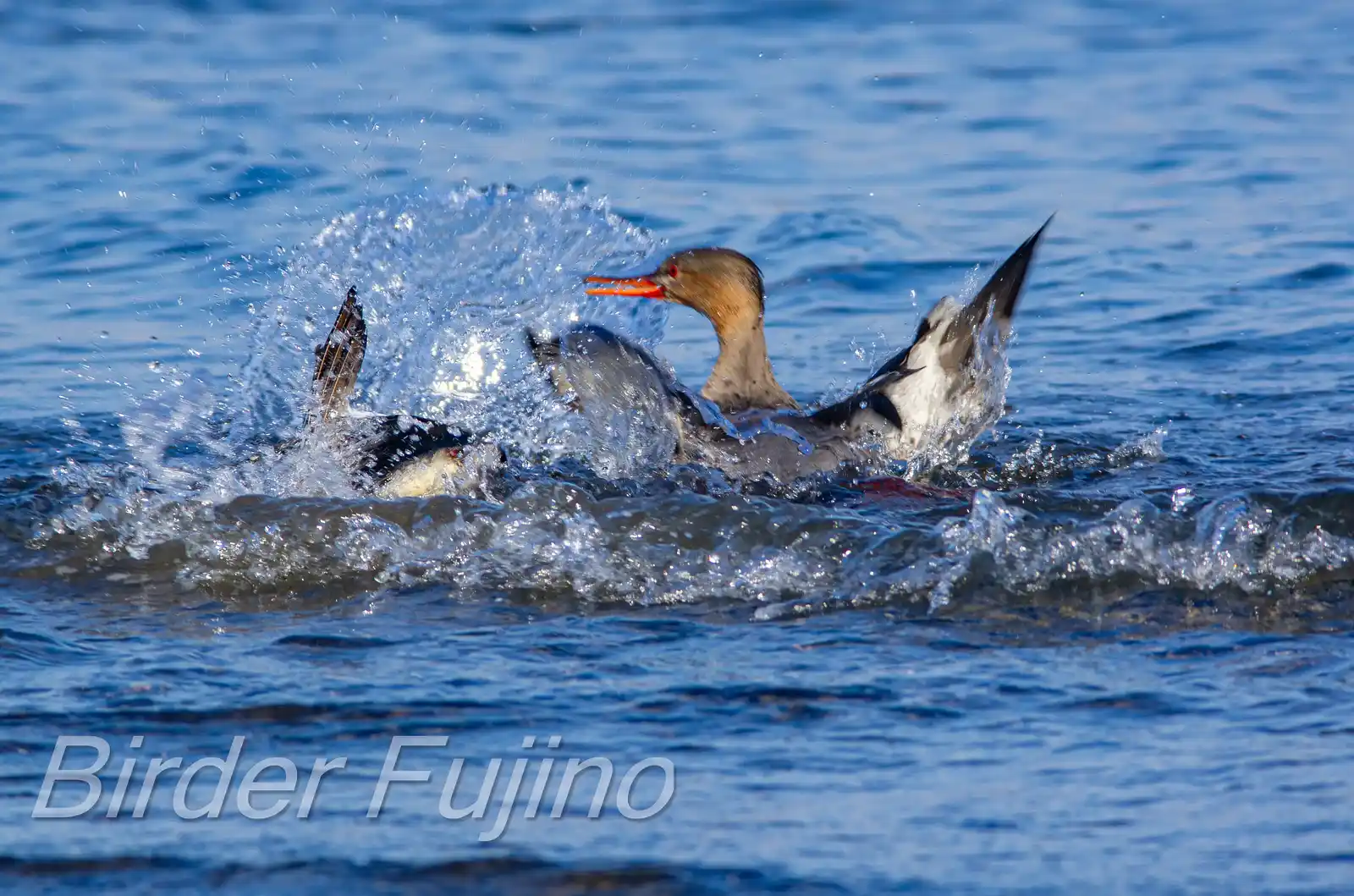 野鳥・獲物の魚を追うウミアイサの写真画像