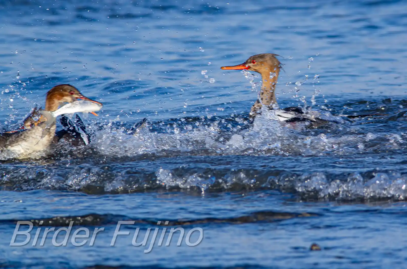 野鳥・獲物の魚を追うウミアイサの写真画像