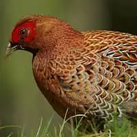 野鳥写真・ヤマドリ