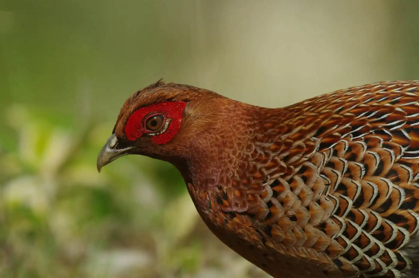 野鳥写真・ヤマドリの写真