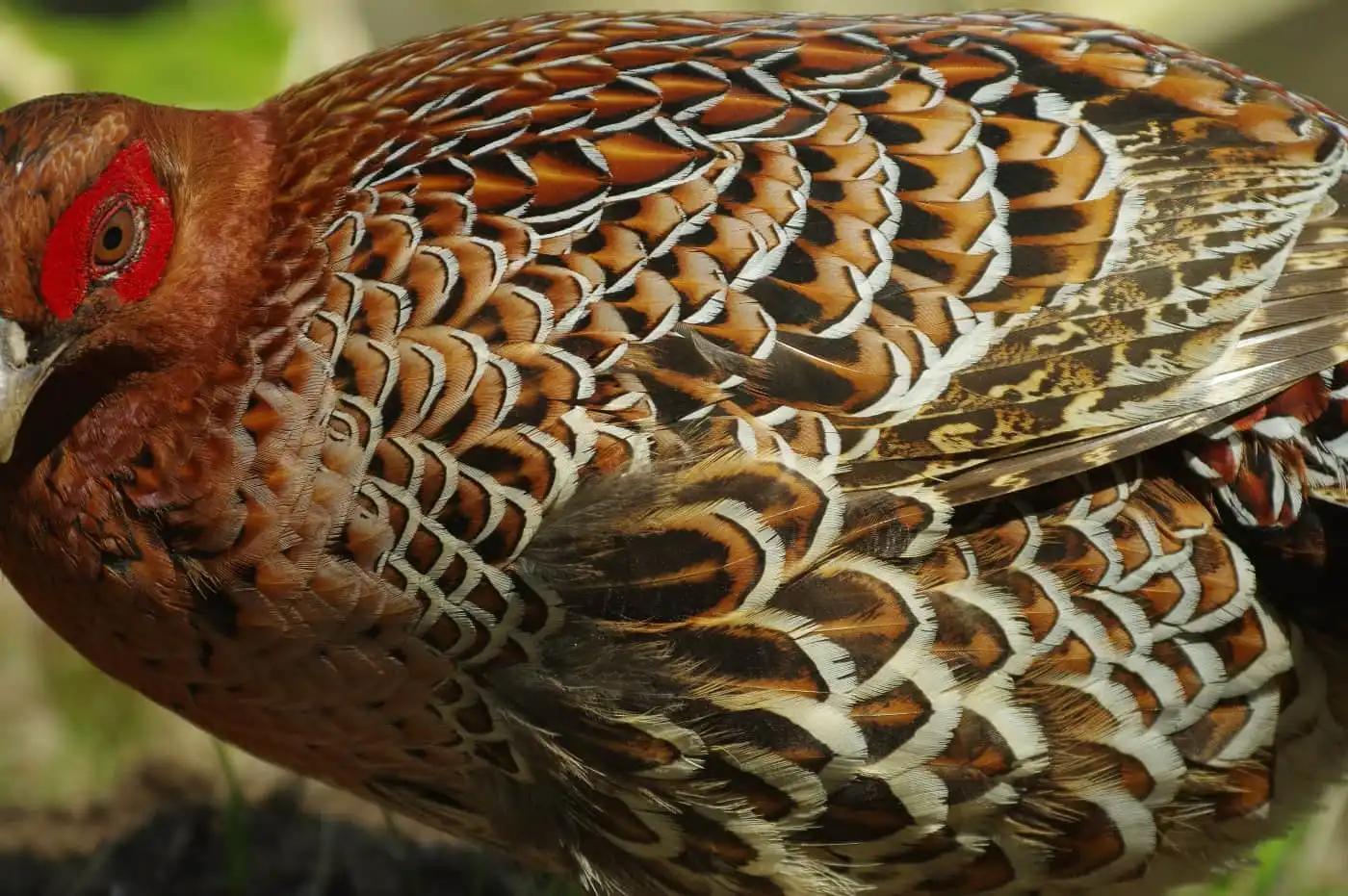 野鳥写真・ヤマドリの写真