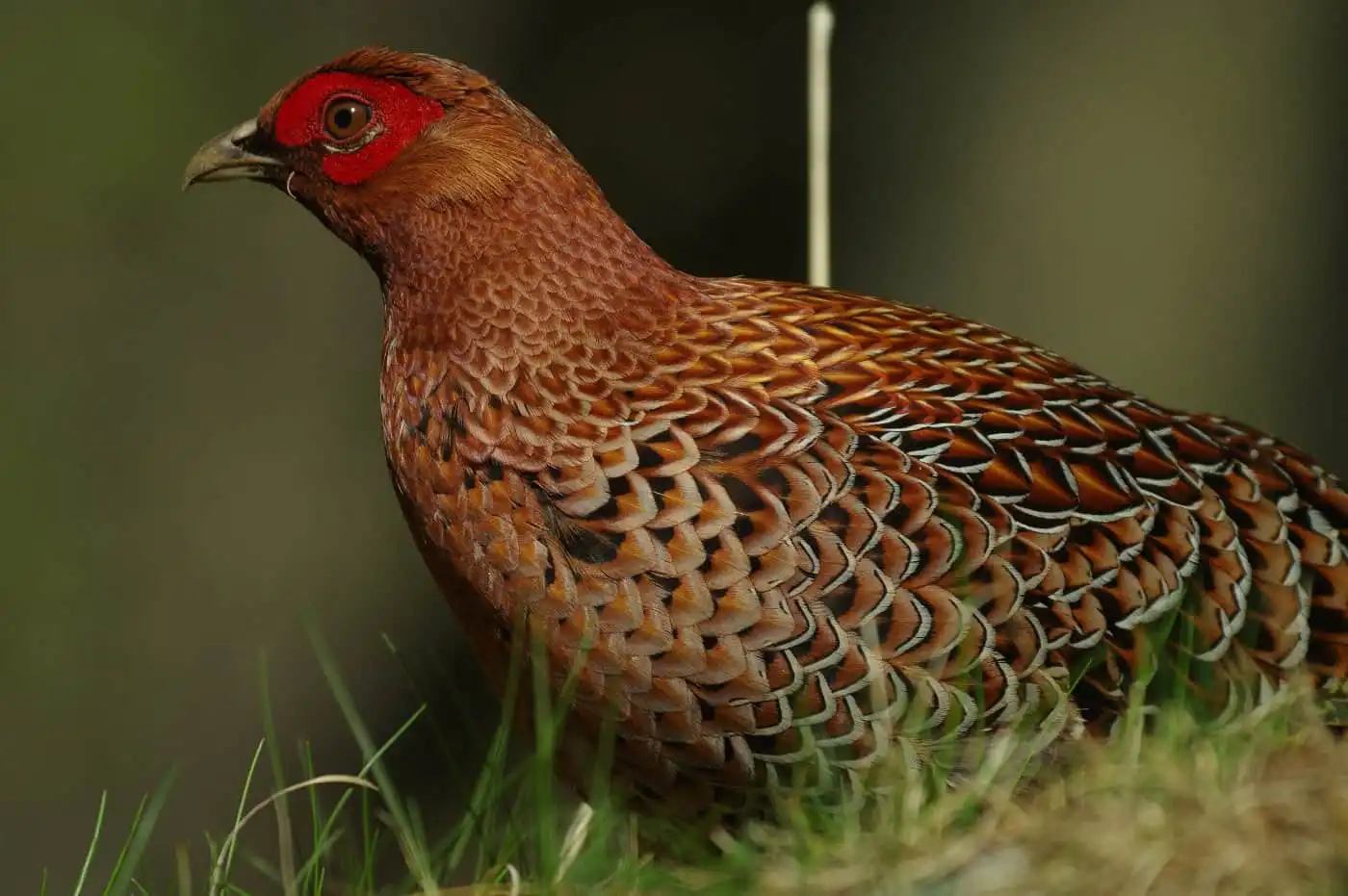 野鳥写真・ヤマドリの写真