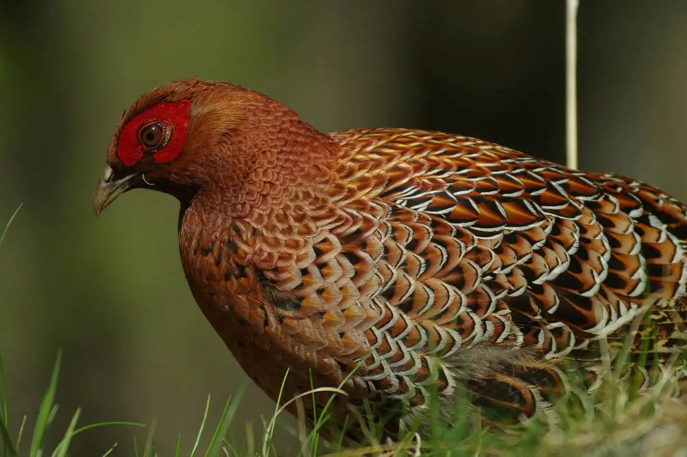 野鳥写真・ヤマドリの写真