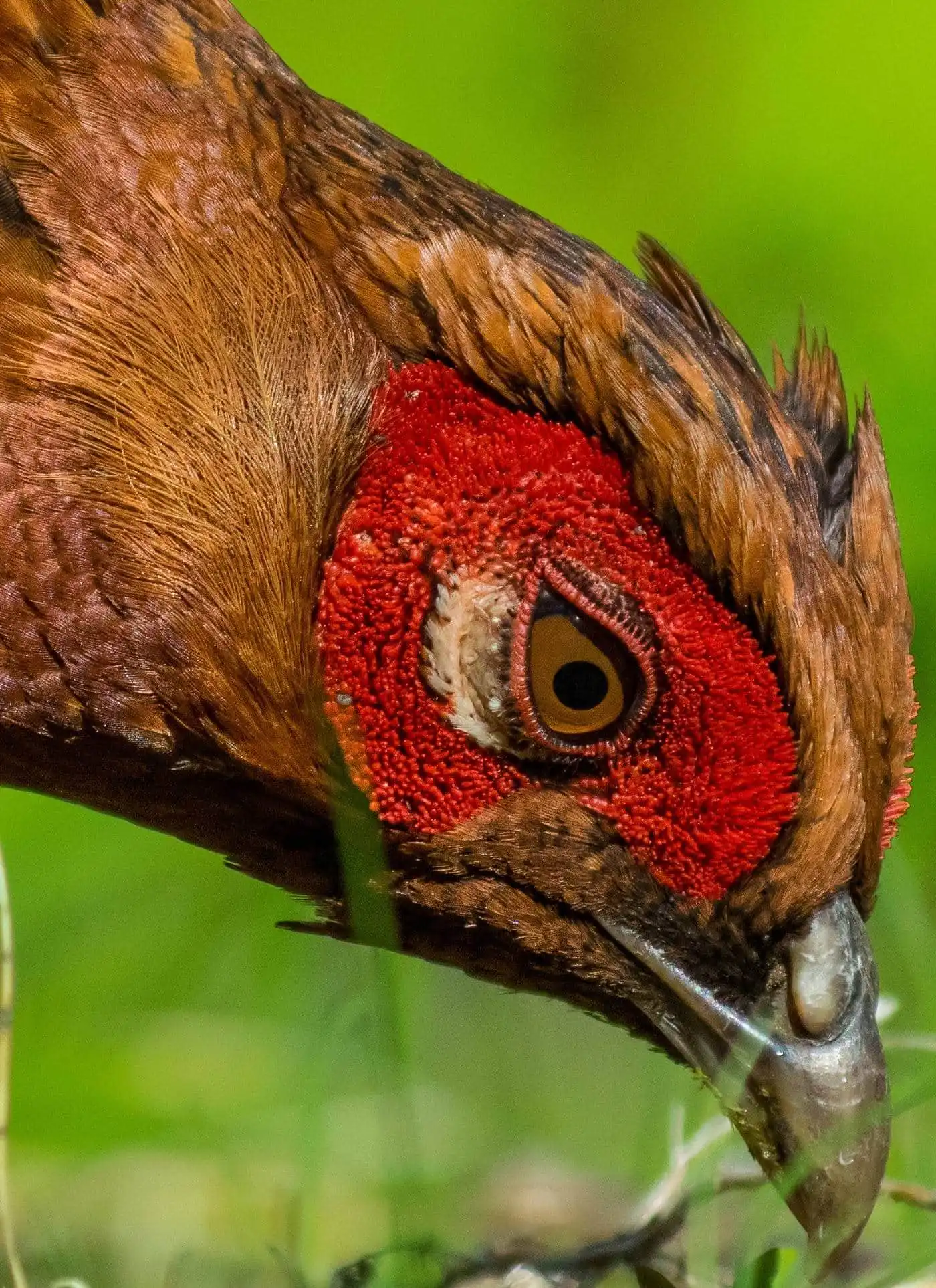 野鳥写真・ヤマドリの写真