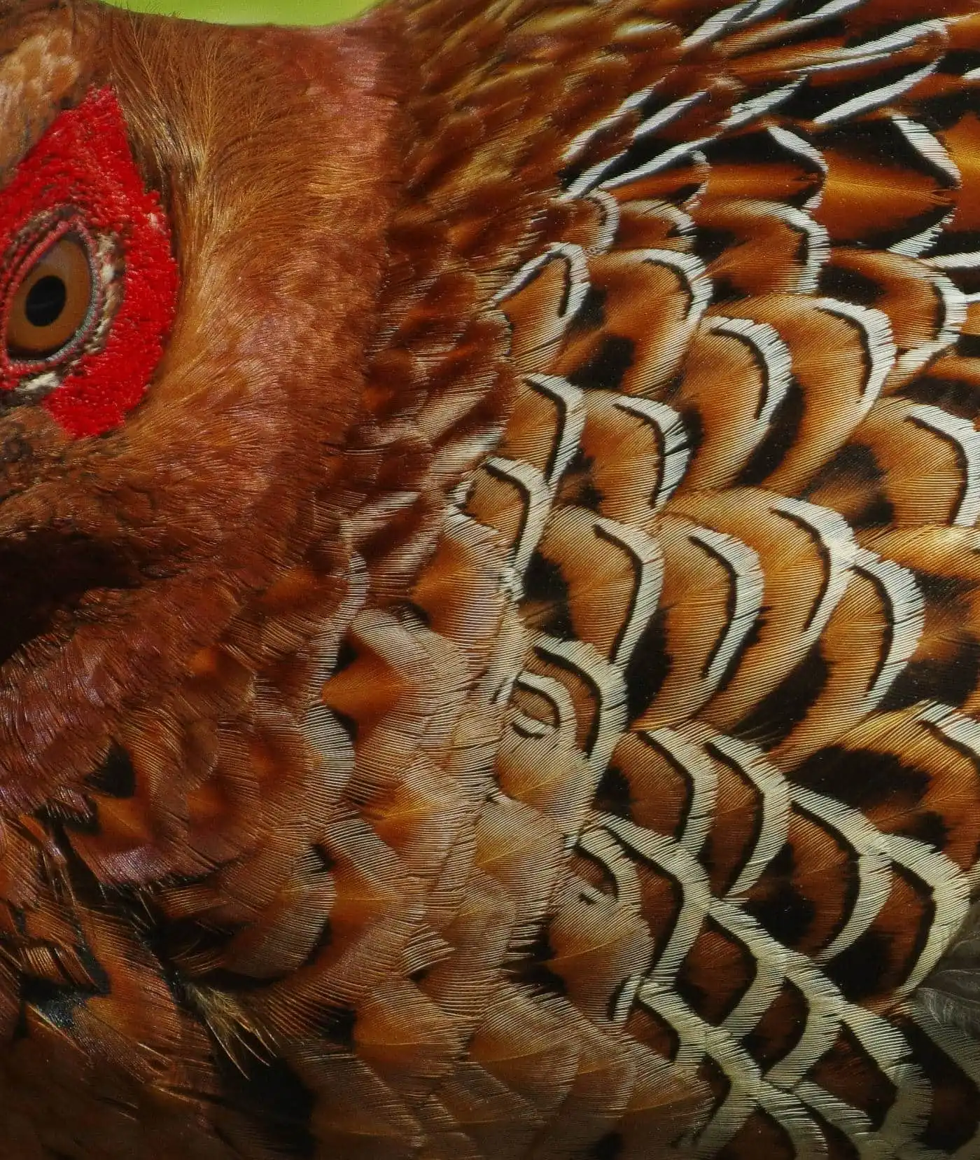 野鳥写真・ヤマドリの写真
