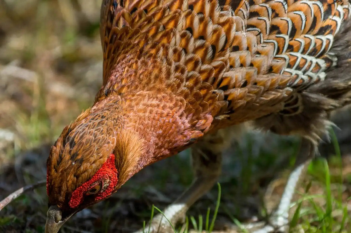 野鳥写真・ヤマドリの写真