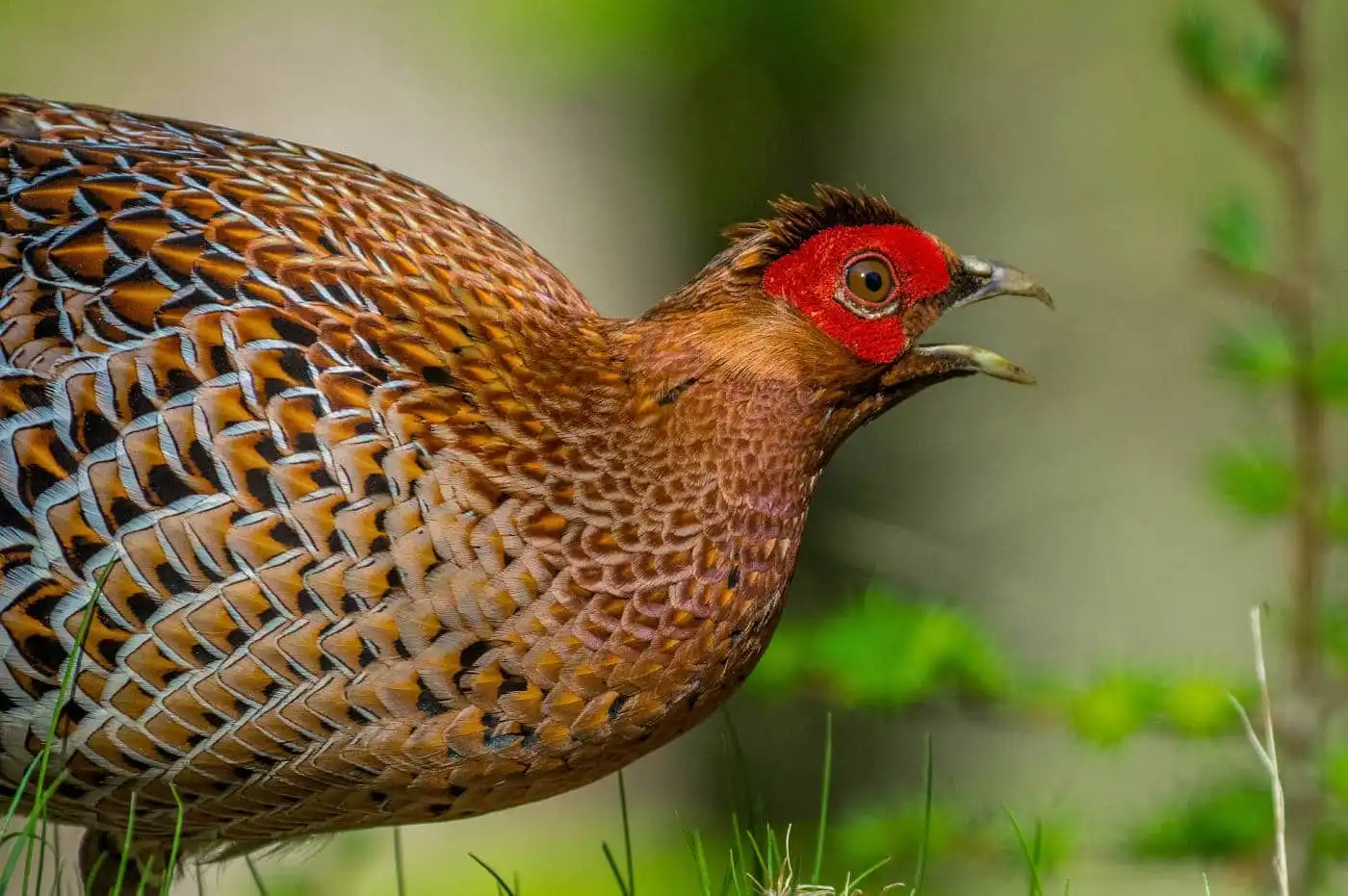 野鳥写真・ヤマドリの写真