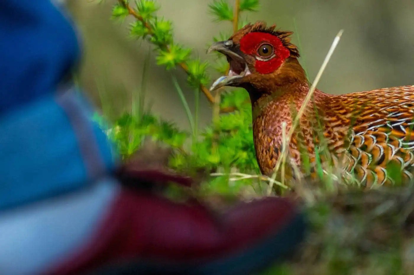 野鳥写真・ヤマドリの写真
