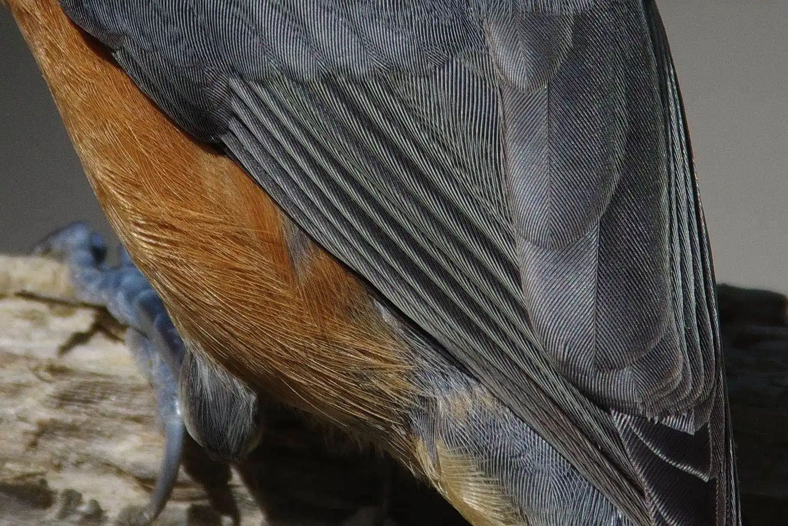 野鳥写真・ヤマガラの写真