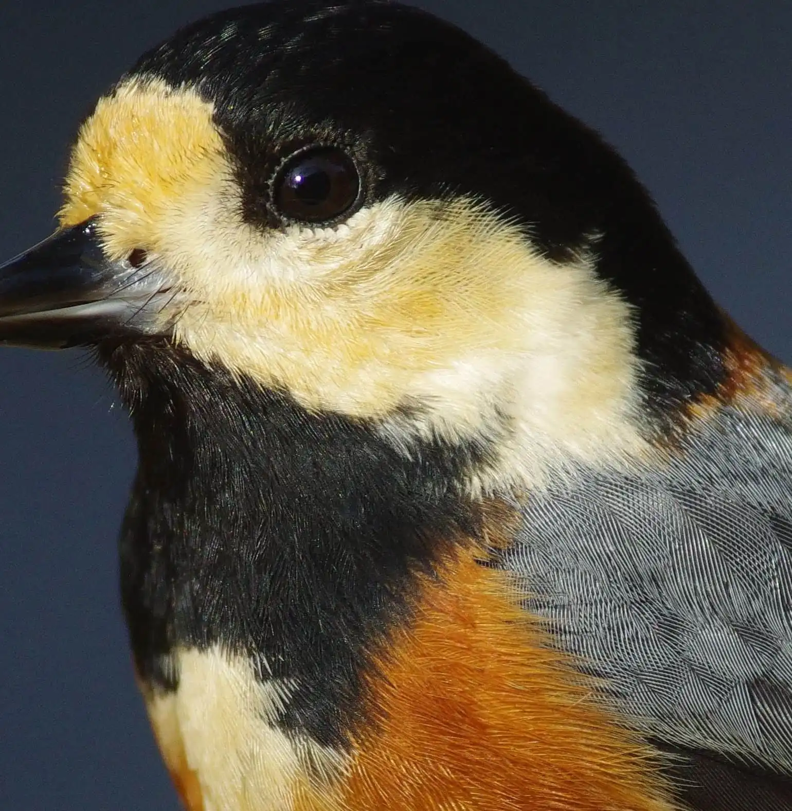 野鳥写真・ヤマガラの写真