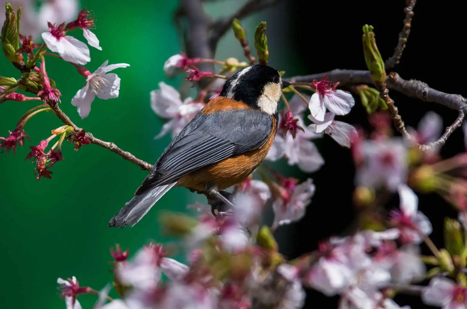 野鳥写真・ヤマガラの写真