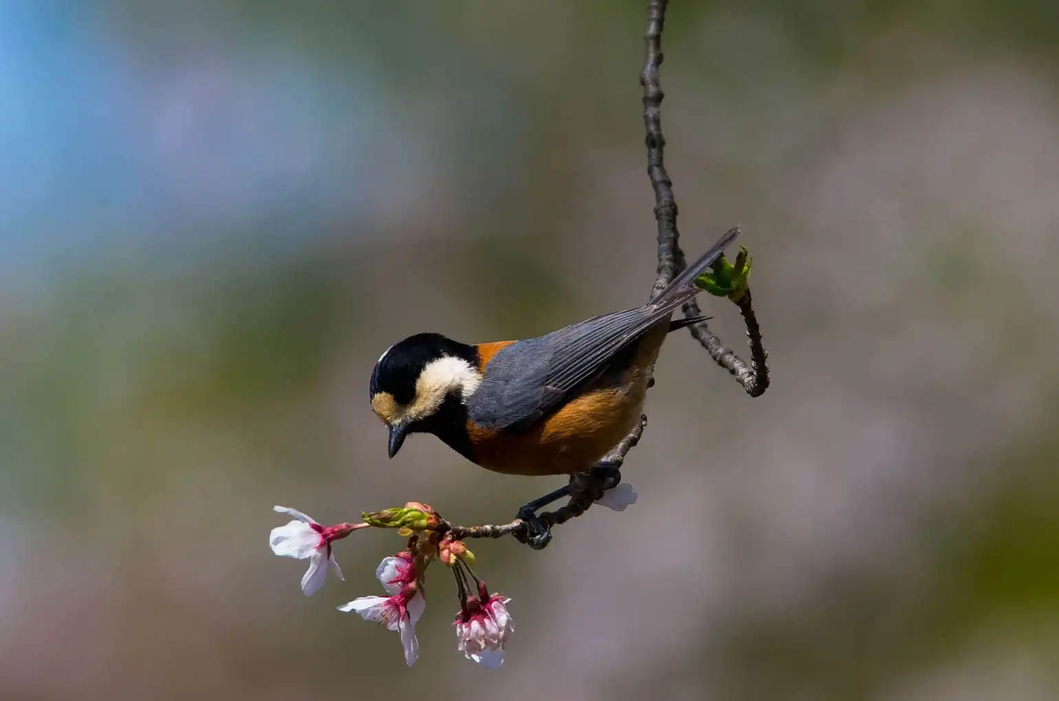 野鳥写真・ヤマガラの写真