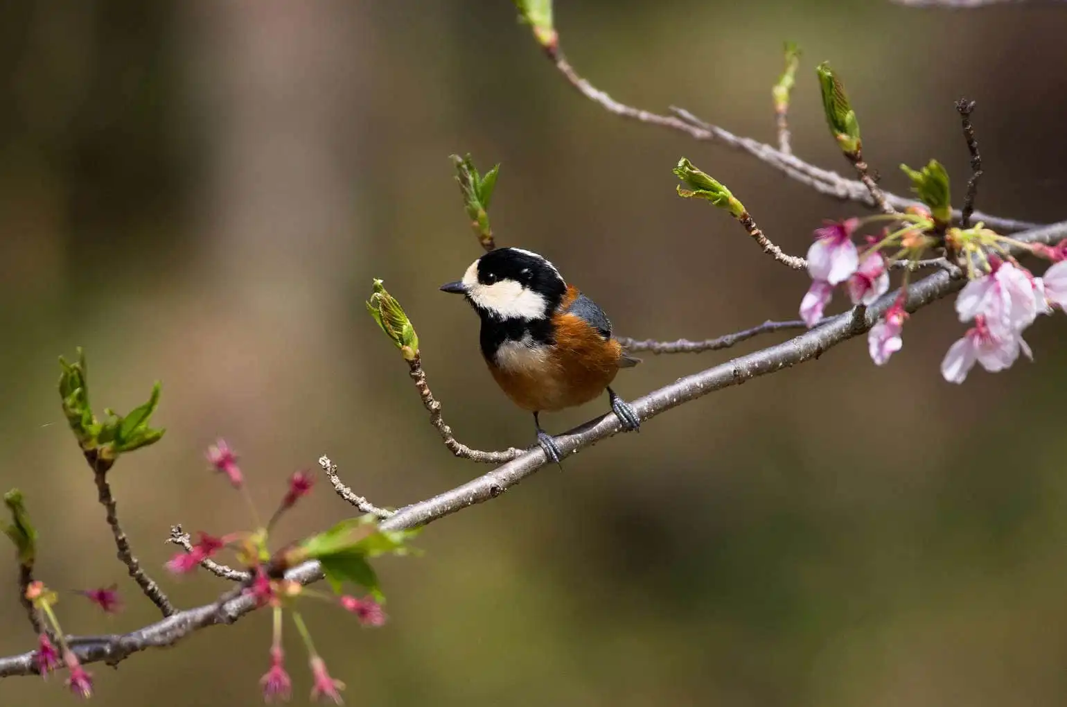 野鳥写真・ヤマガラの写真