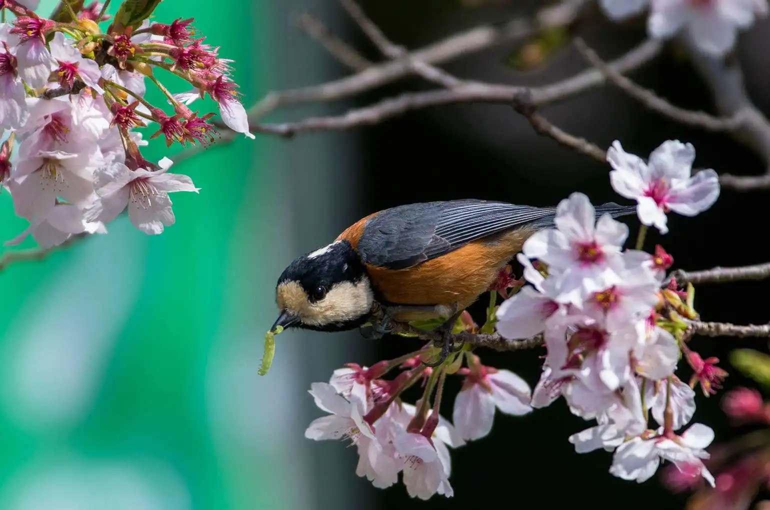 野鳥写真・ヤマガラの写真