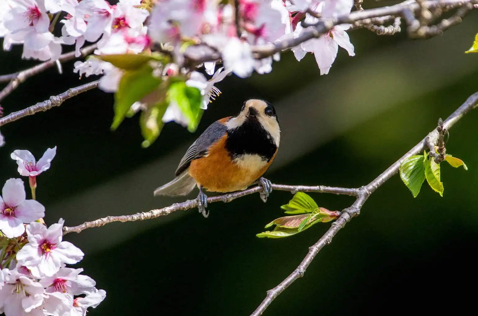 野鳥写真・ヤマガラの写真