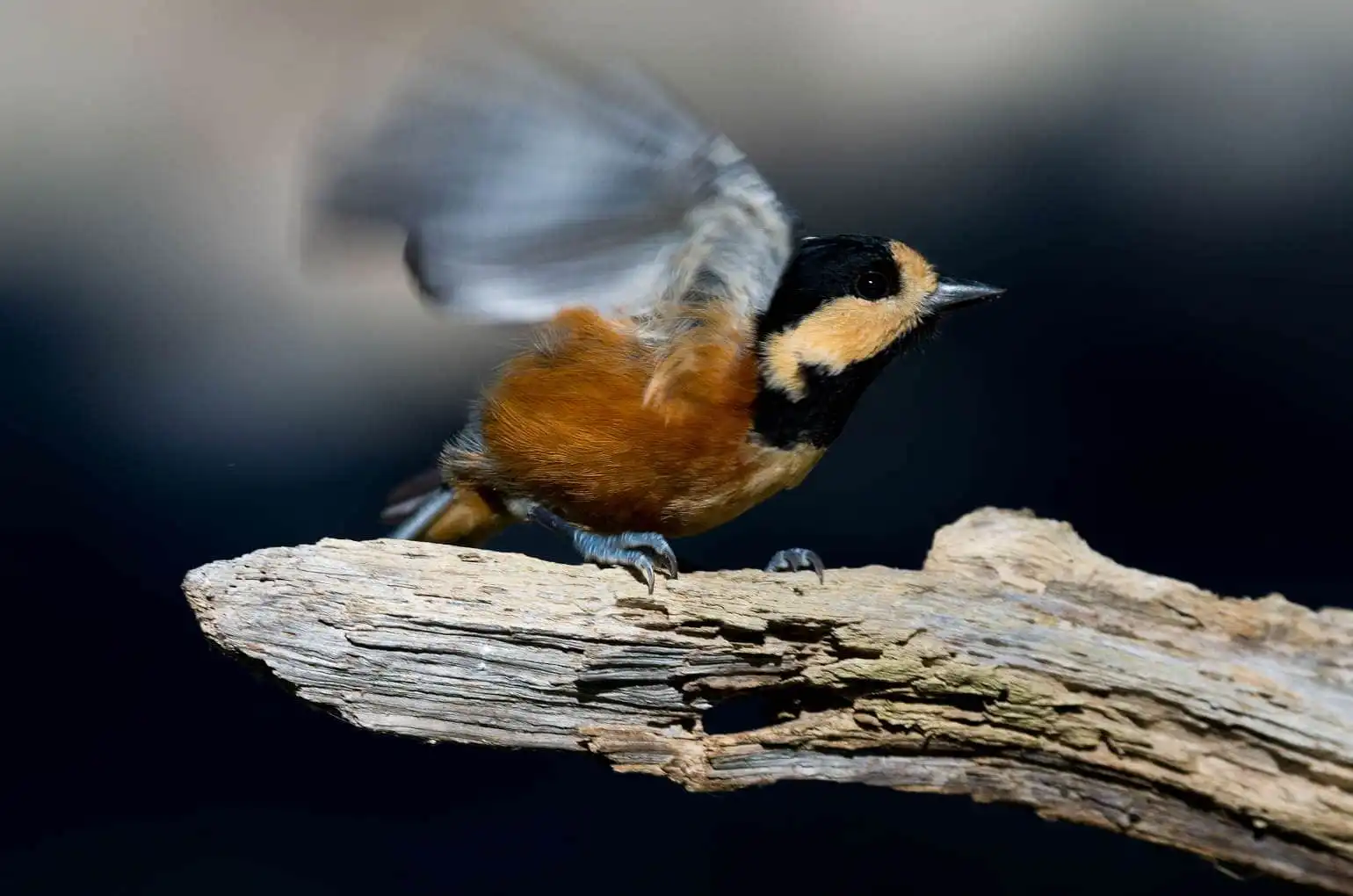 野鳥写真・ヤマガラの写真