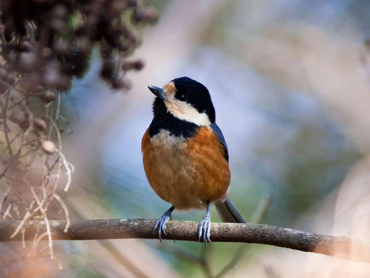 野鳥写真・ヤマガラの写真