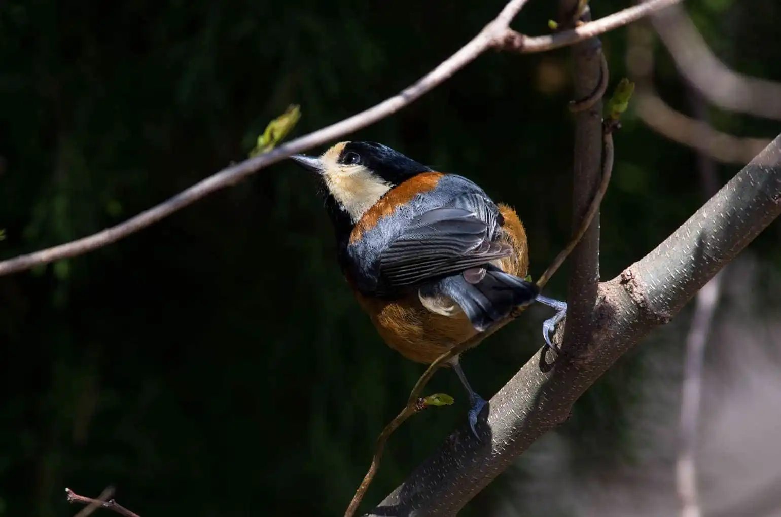 野鳥写真・ヤマガラの写真