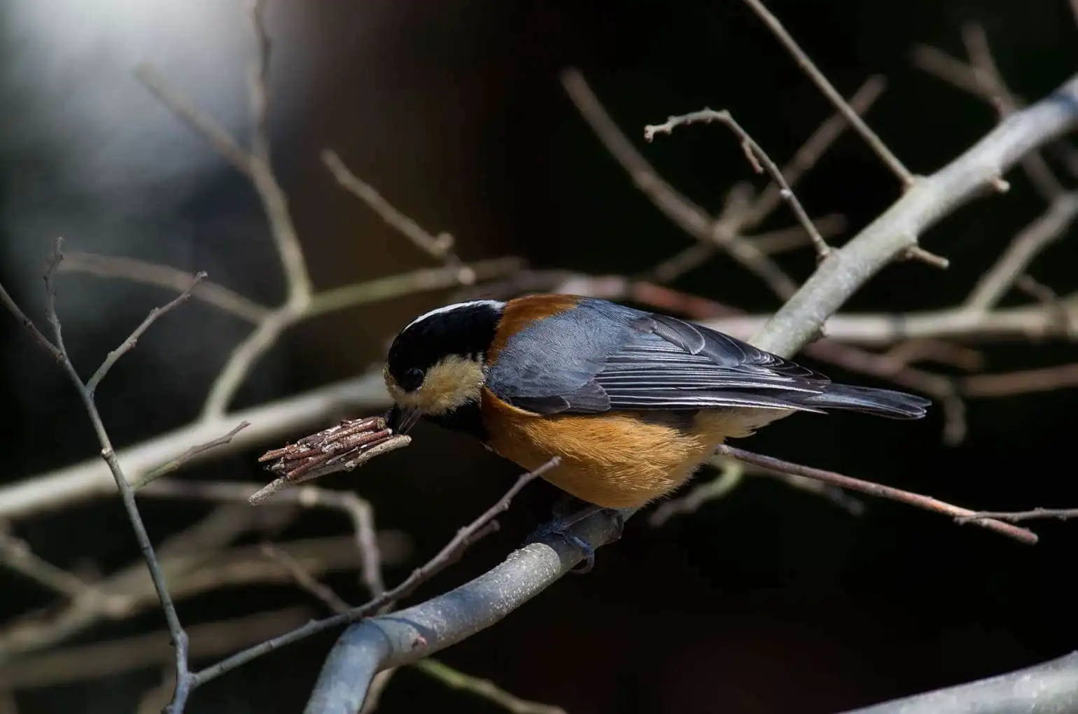 野鳥写真・ヤマガラの写真