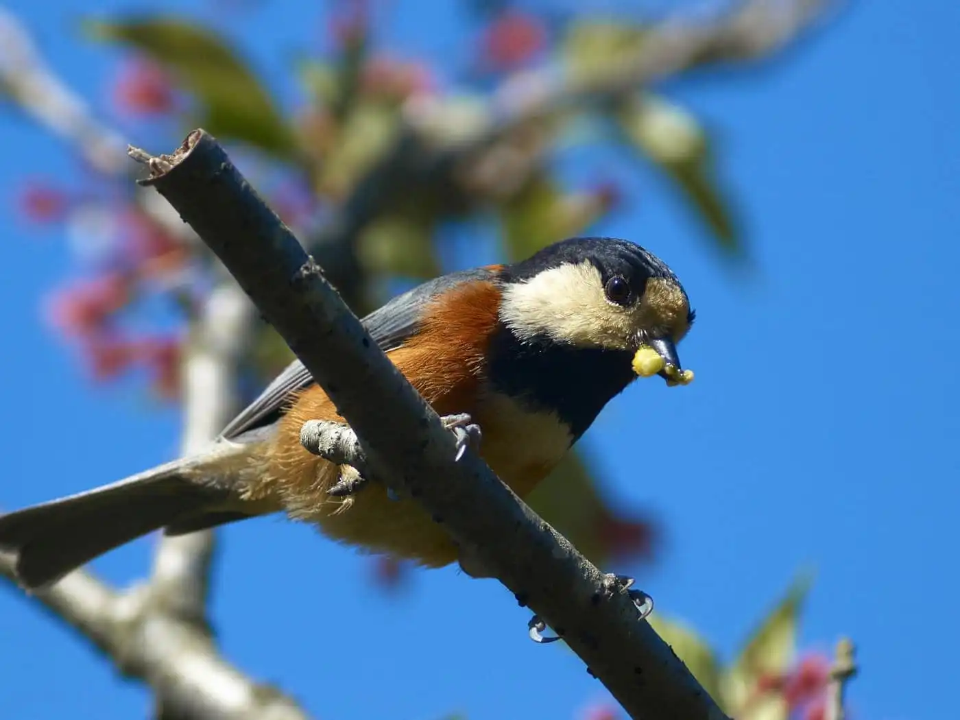 野鳥写真・ヤマガラの写真