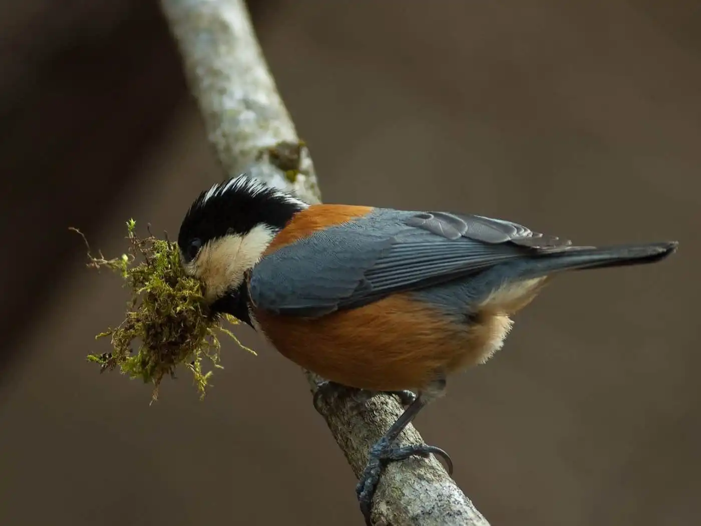 野鳥写真・ヤマガラの写真