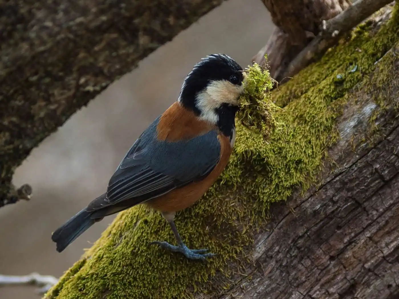 野鳥写真・ヤマガラの写真