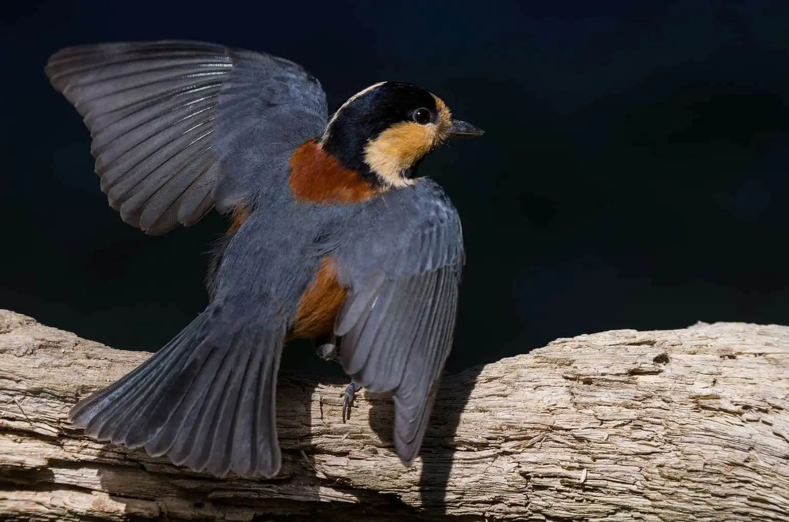 野鳥写真・ヤマガラの写真