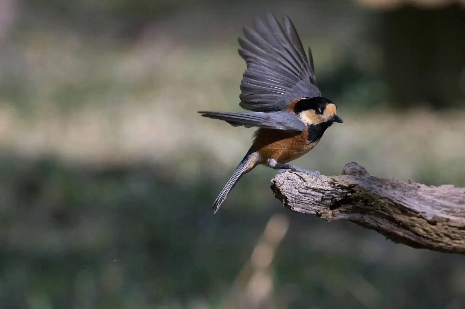 野鳥写真・ヤマガラの写真