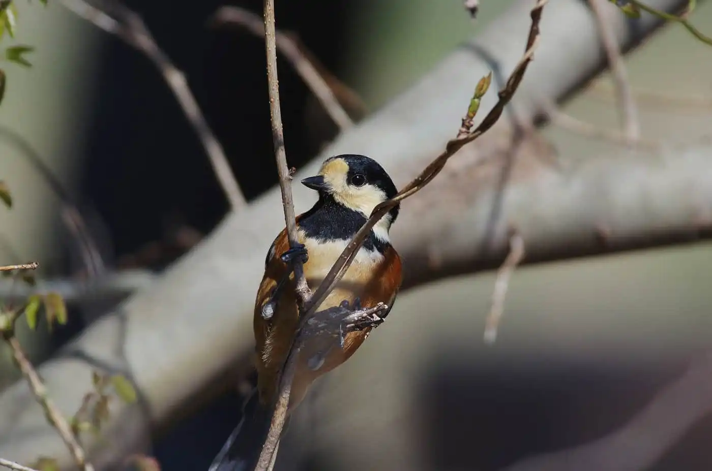 野鳥写真・ヤマガラの写真