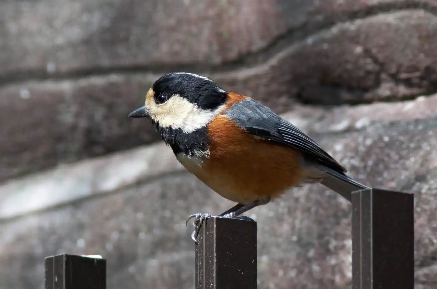 野鳥写真・ヤマガラの写真