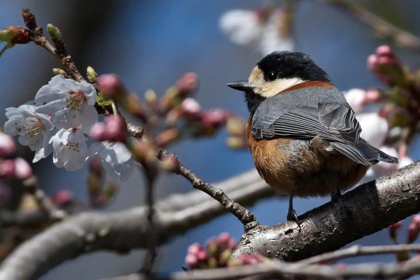 野鳥写真・ヤマガラの写真