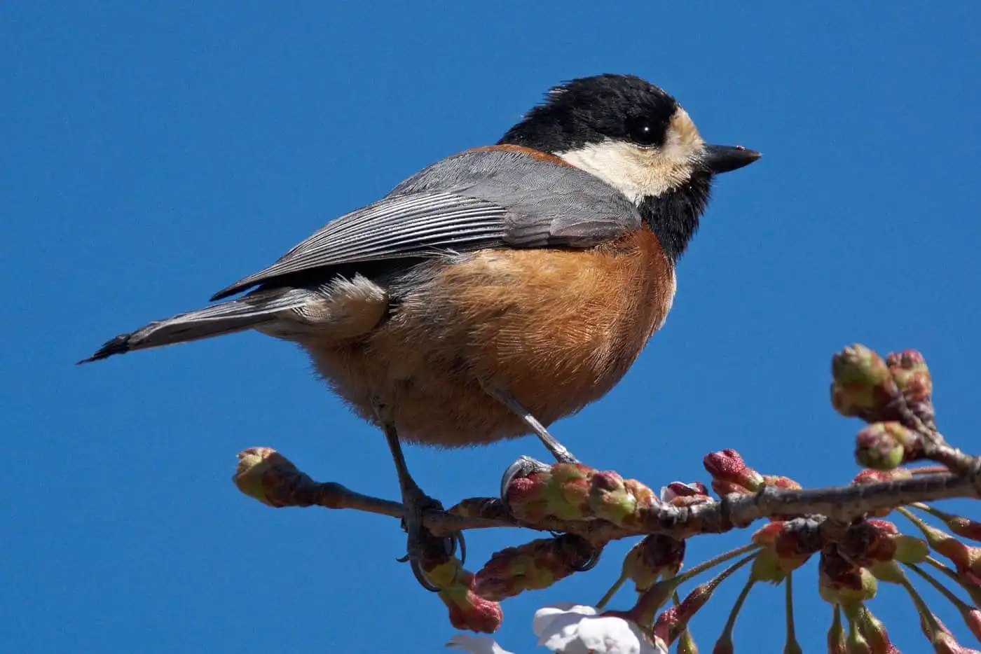 野鳥写真・ヤマガラの写真