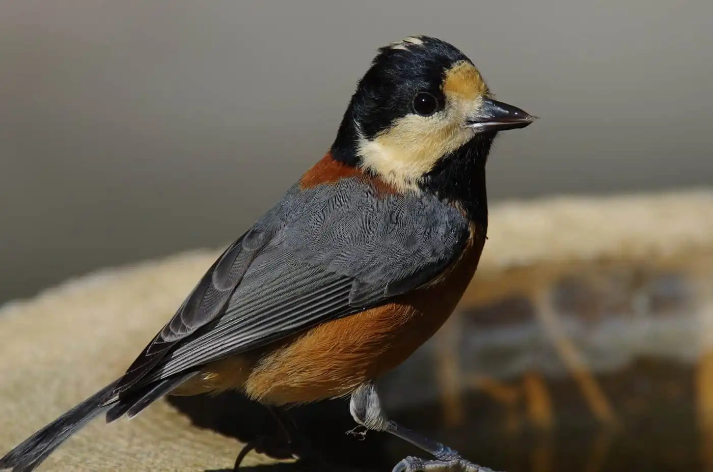 野鳥写真・ヤマガラの写真