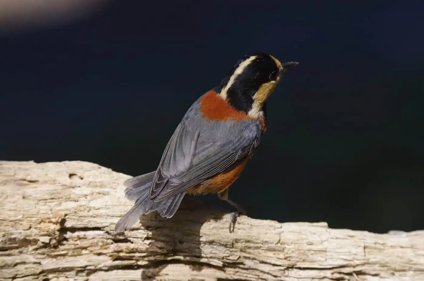 野鳥写真・ヤマガラの写真