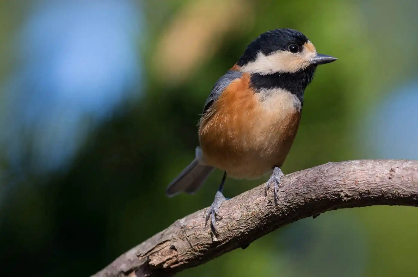 野鳥写真・ヤマガラの写真