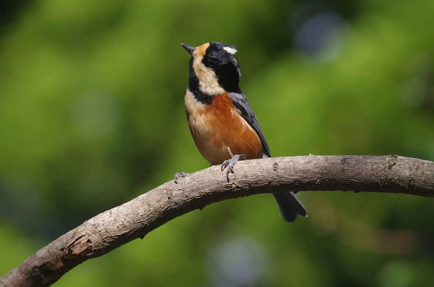 野鳥写真・ヤマガラの写真