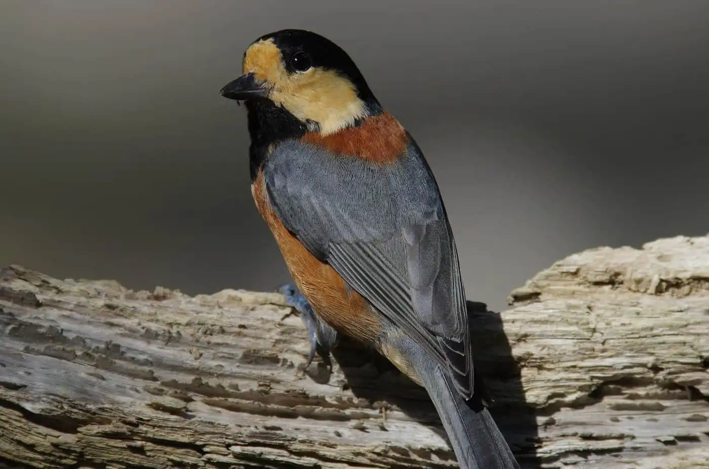 野鳥写真・ヤマガラの写真