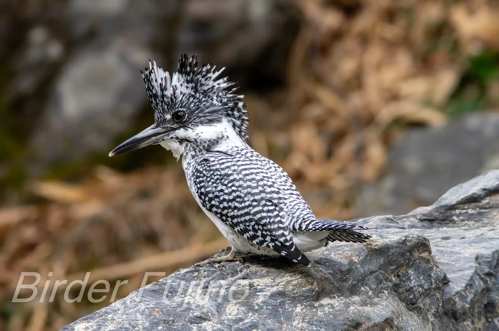 野鳥写真・ヤマセミの写真