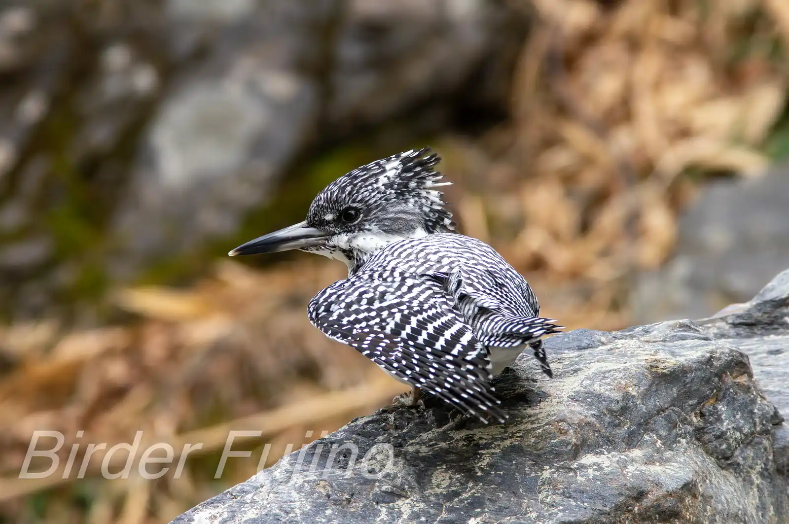 野鳥写真・ヤマセミの写真