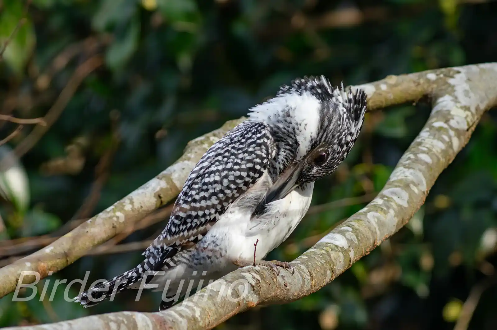 野鳥写真・ヤマセミの写真