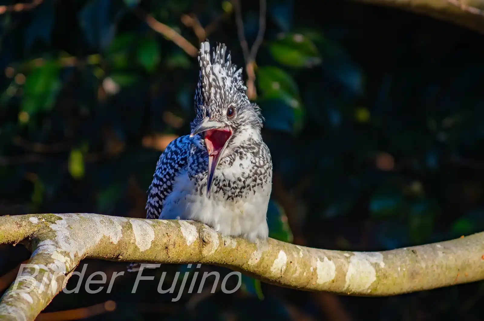 野鳥写真・ヤマセミの写真