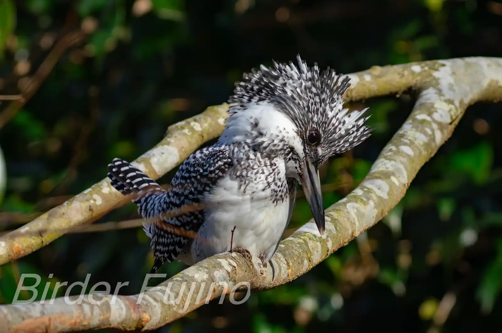 野鳥写真・ヤマセミの写真