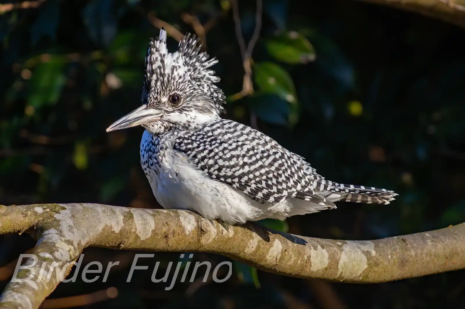 野鳥写真・ヤマセミの写真