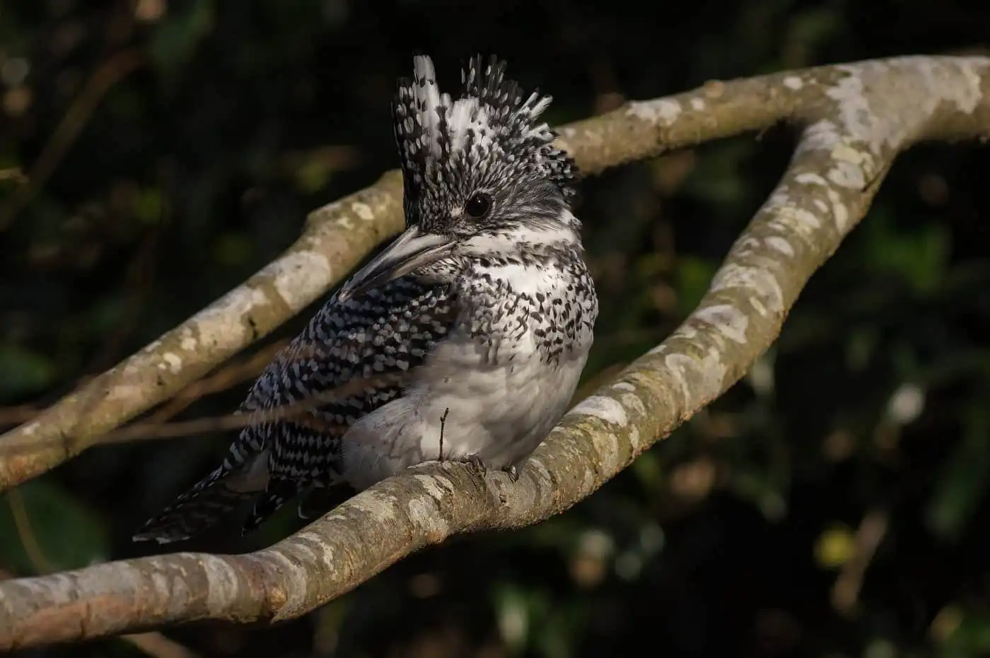 野鳥写真・ヤマセミの写真
