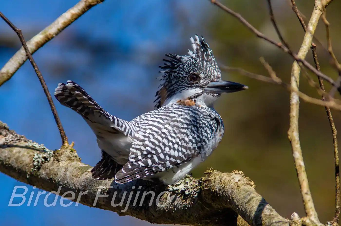 野鳥写真・ヤマセミの写真