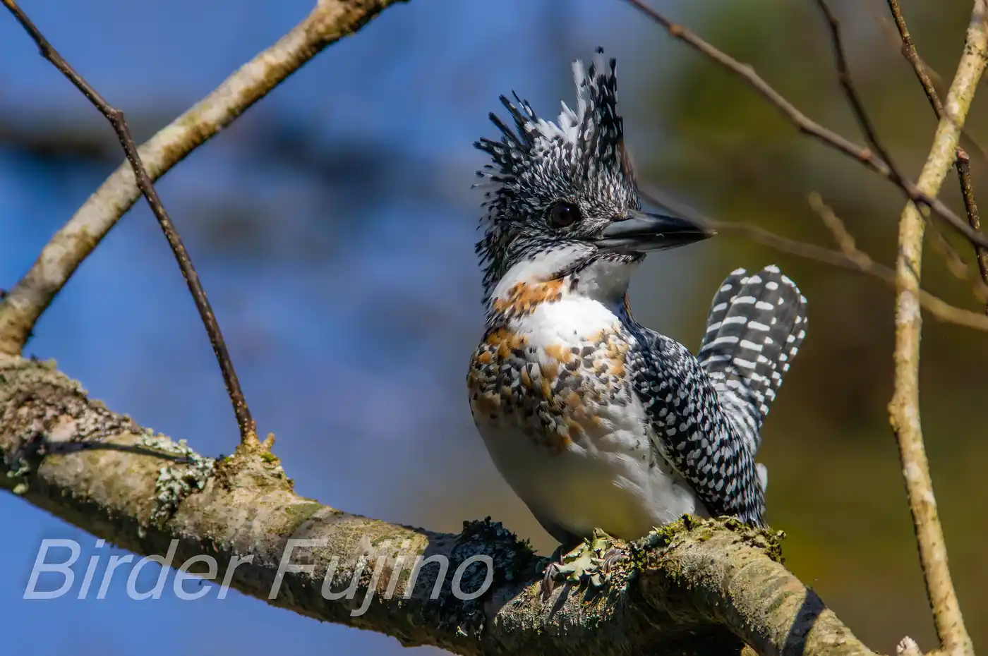野鳥写真・ヤマセミの写真