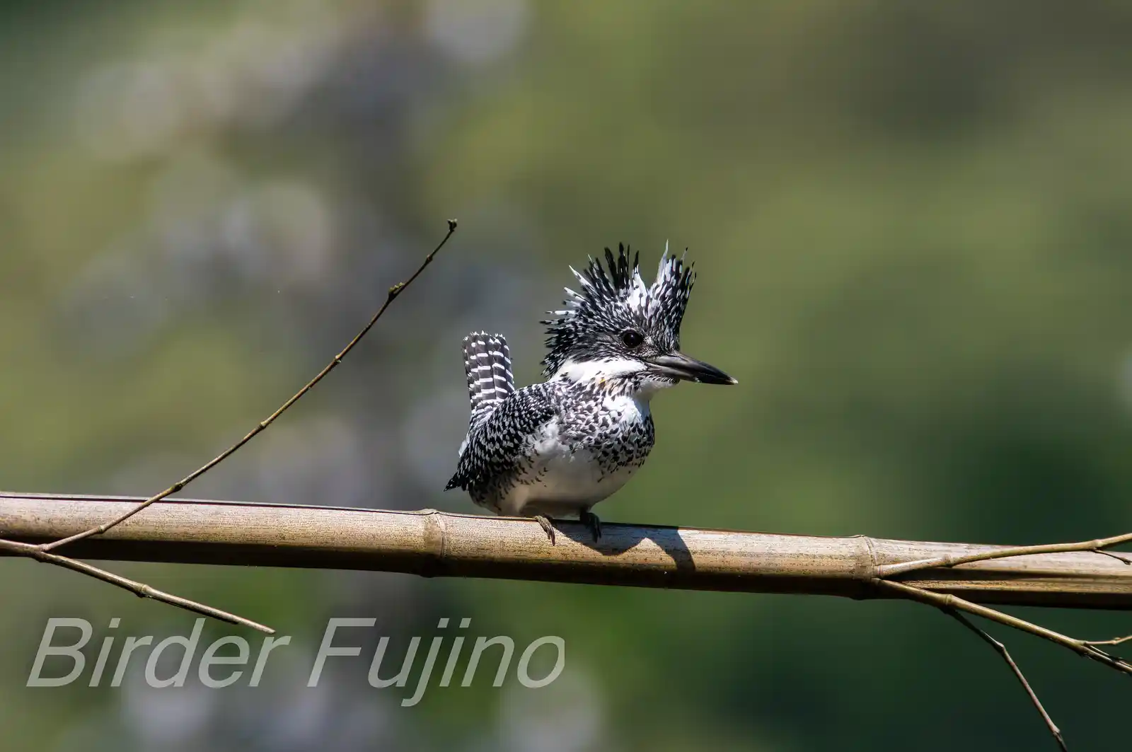 野鳥写真・ヤマセミの写真