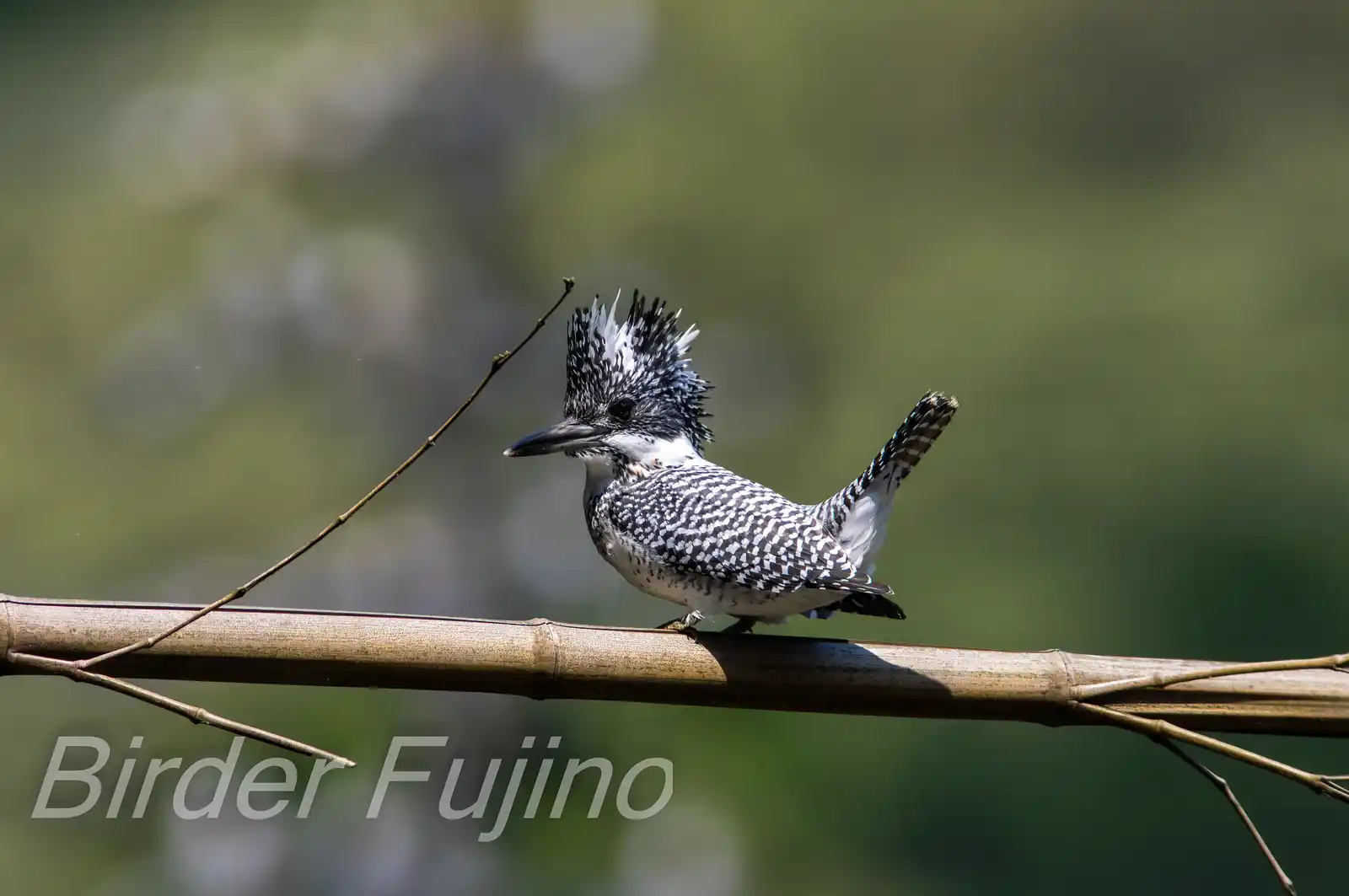 野鳥写真・ヤマセミの写真